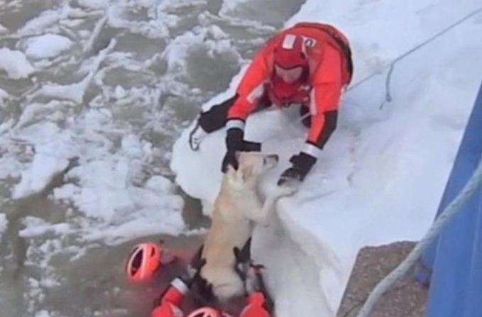 He obviously just wanted to chill out! Watch as lucky Labrador is rescued by Coast Guard after getting trapped in frozen Michigan lake