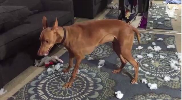 Video: Dog Has Too Much Fun Playing