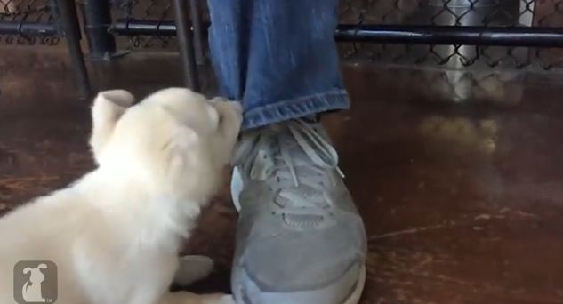 Shelter Dog Goes Absolutely Nuts When She Sees Jean Pants