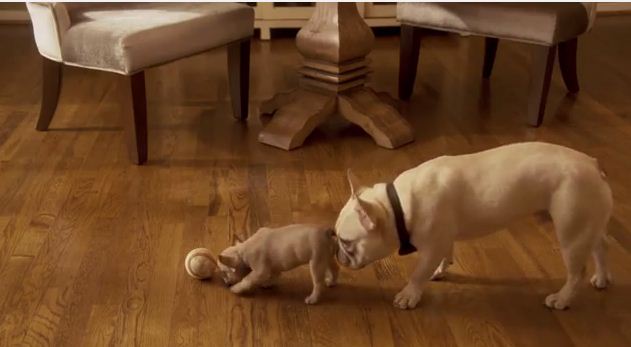 Doritos Super Bowl Ad Reunites A Puppy With His Puppy Dad! (Adorably Funny Ending!)