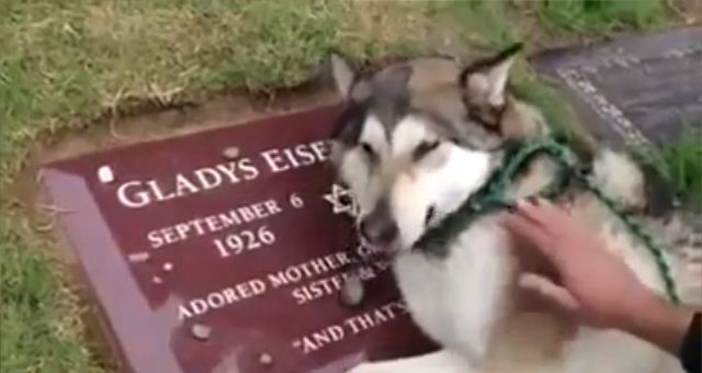 Grab Yourself A Tissue…This Husky Will Almost Definitely Make You Cry