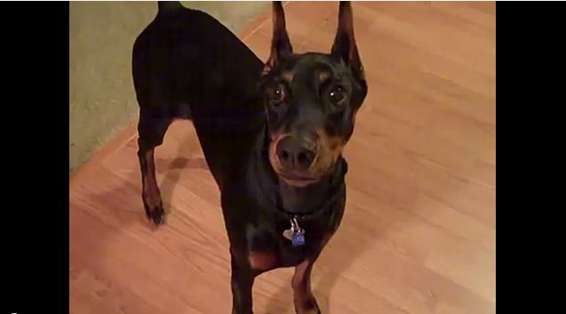 This Doberman Can Barely Contain Her Excitement…Wait Until You See Why!