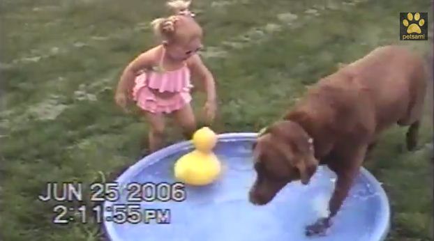Goofy Chocolate Lab Can’t Help Himself To Toddler’s Pool, Ruins Play Time.