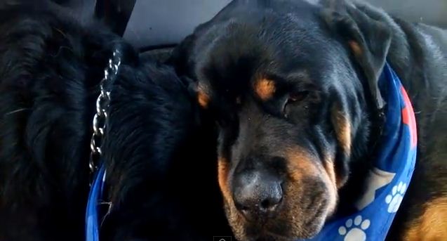 Crying Rottweiler Grieves For Dead Brother