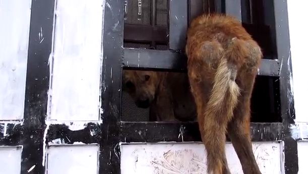 Dog Gets Stuck in Gate and Cries Uncontrollably. See The Amazing Rescue & “After” Footage!