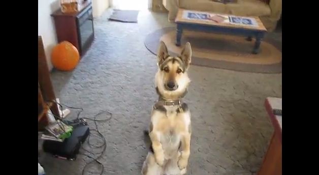 This German Shepherd Might Be Your New Favorite Actor…(WATCH)