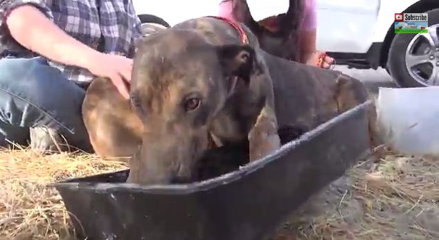 Three Dogs And Nine Puppies Are Rescued In The Desert…How They React Will Amaze You