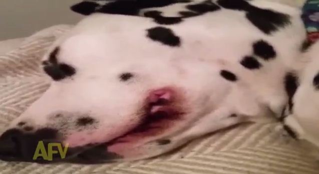 Dalmatian with a Silly Snore