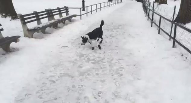 Here’s What Happens When You Laugh At Your Dog for Slipping in The Snow. Instant Karma!