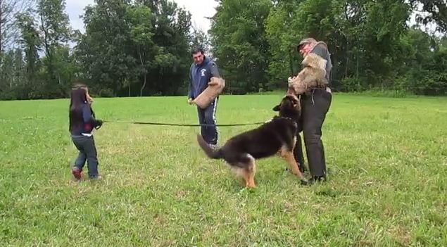 Watch How This German Shepherd Reacts When 2 “Bad Guys” Threaten This 5 Year Old Girl