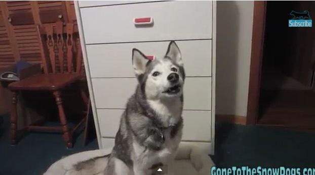 When Dinner Isn’t Quite Ready, This Husky Throws An Adorable Temper Tantrum!