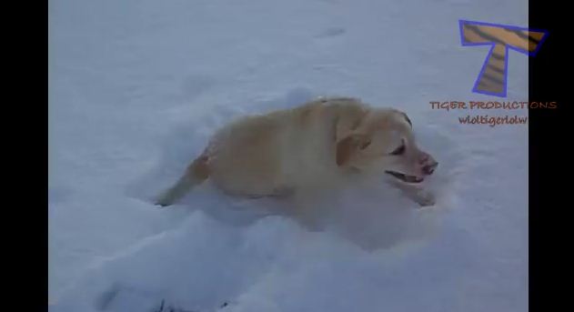 Dogs and Cats Loving Winter More Than Humanly Possible