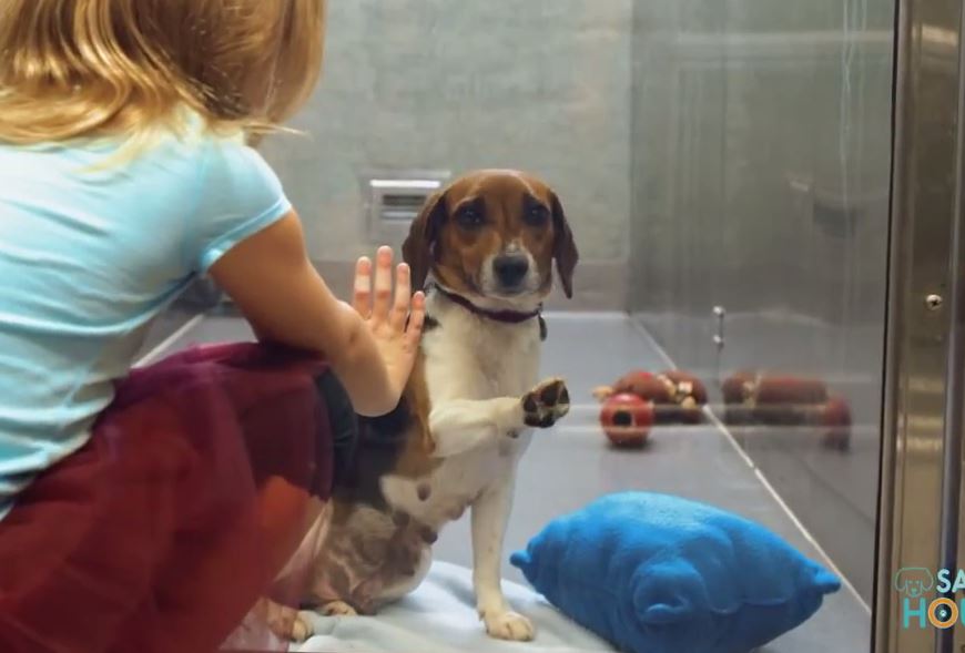 If this video about a shelter dog doesn’t move you, check your pulse!