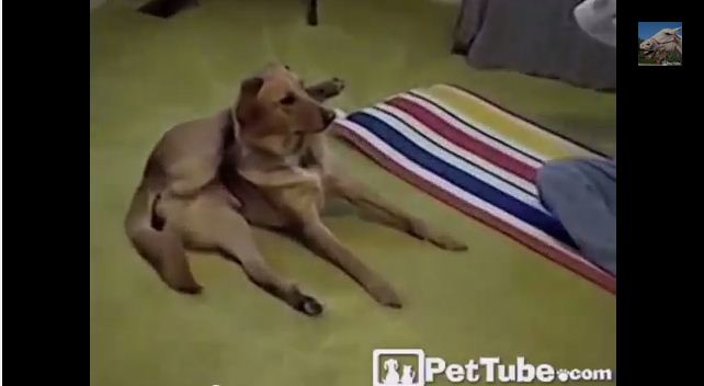 This Dog’s Yoga Skills Puts Humans to Shame!
