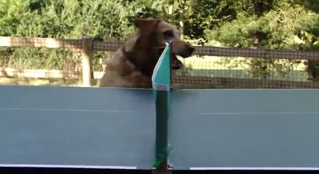 Dog Loves to Watch Ping Pong