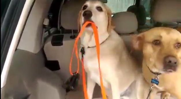 This Dog Is So Ready To Go To The Park! Watch What He Does When He’s In The Car!