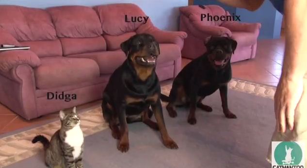 He Told His Dogs To Roll Over, But His Hilarious Cat Didn’t Want To Be Left Out
