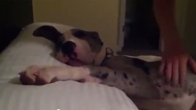 This Is What Happens When You Try To Remove A VERY Sleepy Dog From Your Pillow