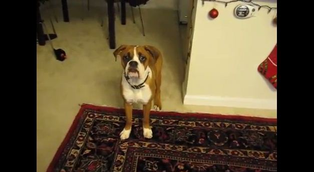 Hilarious Boxer Can’t Figure Out Why There’s a “Sound” Coming From His Butt!