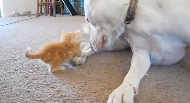 When A Tiny Kitten Meets His New, Giant Pit Bull Brother, Your Heart Will Melt