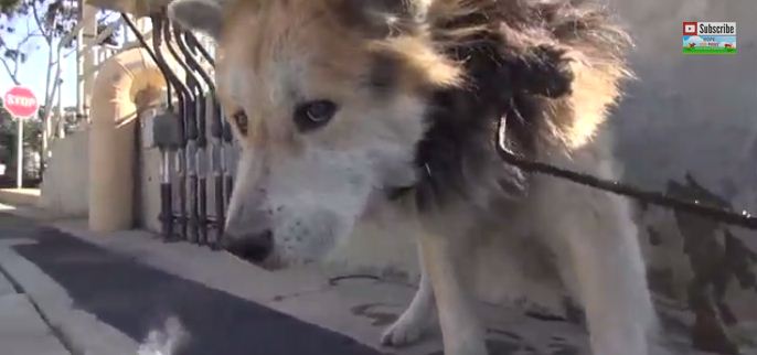 A Sad Senior Dog Was Struggling To Live Near Chemical Waste Til This Daring Rescue