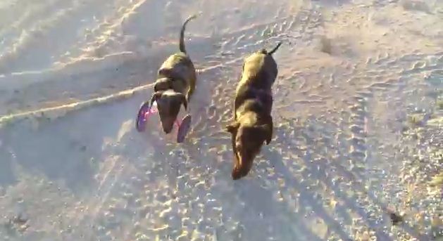 This Two-Legged Dachshund Running With Her Friends Teaches Us To Never Give Up