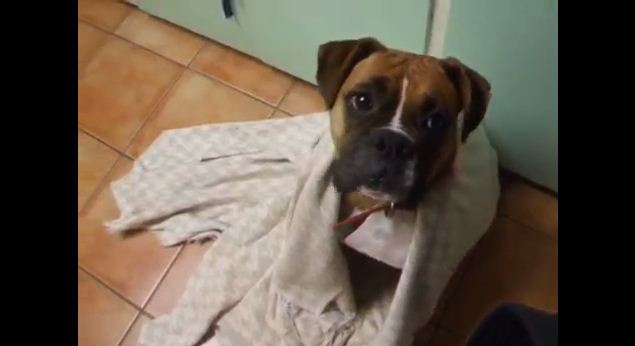 This Dog Was Freezing Cold…Her Reaction After Getting A Blanket Will Warm Your Heart