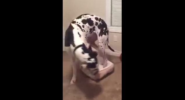 Big Great Dane Can’t Figure Out Why He Won’t Fit Into A Dog Bed Made For A Chihuahua