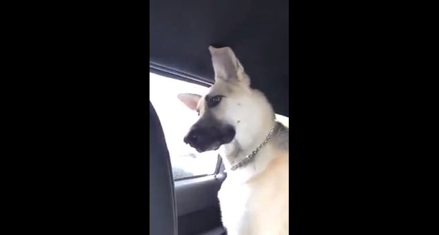 When Her Favorite Jam Comes On The Radio, This Dog Does NOT Hold Back!