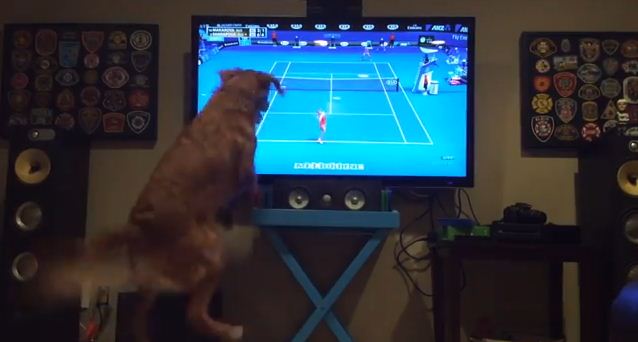 No One Loves Tennis More Than This Dog