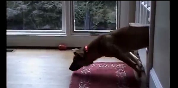 Dogs Doing Funny Things