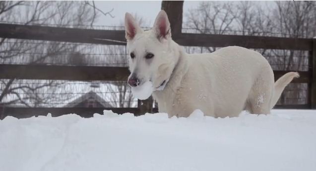 This Video Will Remind You To Live Life Like Your Dog…One Moment At A Time