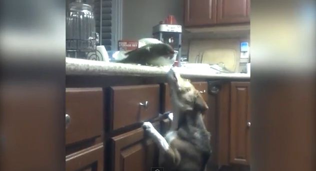 This Bird Feeding His Dog Friend Spaghetti Is Both Hilarious And Amazing