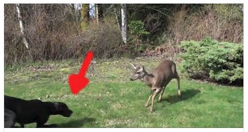 A deer walked into their yard. The footage they captured stunned the world!