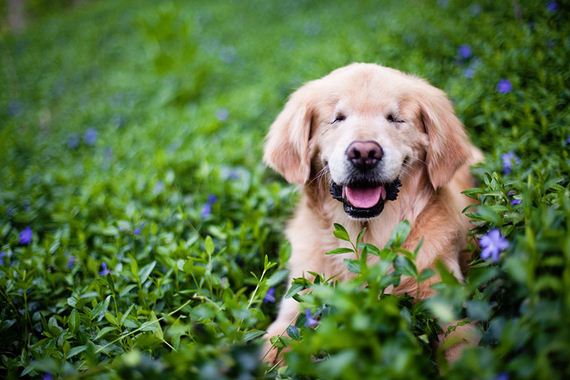 Born Without Eyes, Smiley Becomes Therapy Dog