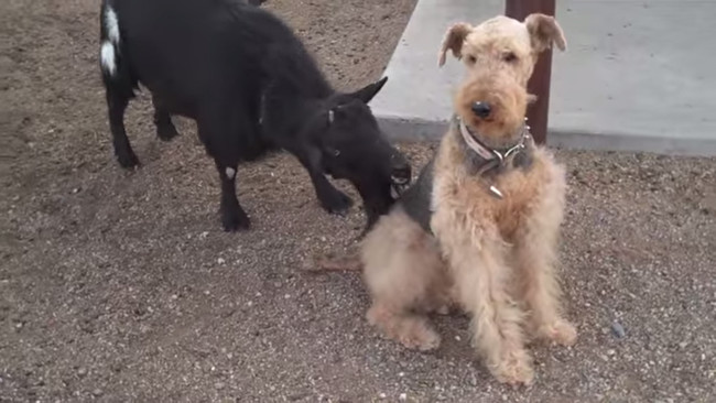 One Dog’s Reaction To A Sneaky Little Goat Will Have You Laughing SO Hard