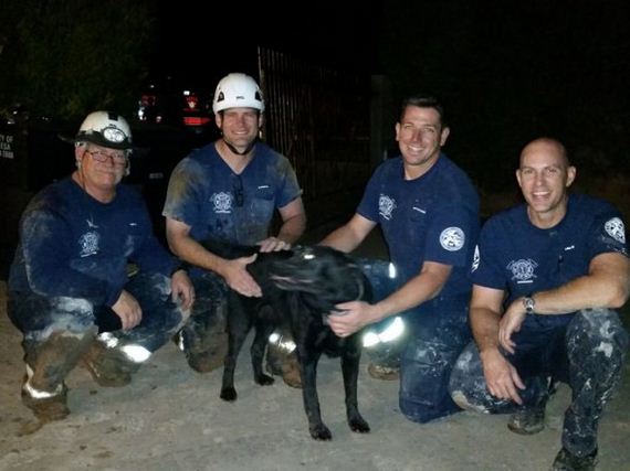 Missing Dog Found Stuck in Tortoise Den