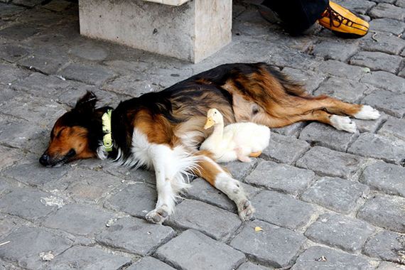 Awww! This dog and duck take adorable cat-naps all over Paris