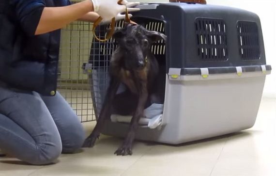This Poor, Neglected Dog Should’ve Died…But Instead, I Was In Tears Of Joy