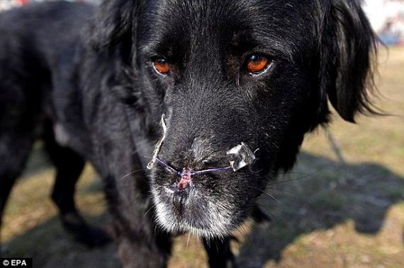 Homeless Dog Who Lost Nose to Receive Implant