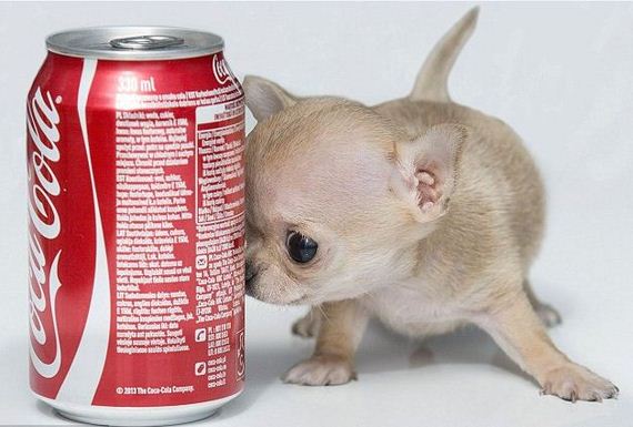 Good things DO come in small packages: Tiny Toudi is smaller than a can of Coke, can fit in the palm of your hand and is the smallest Chihuahua in the world