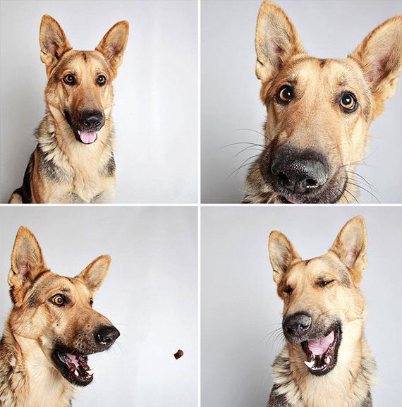 A Simple Photo Booth Changed Everything For These Previously Un-Adoptable Dogs