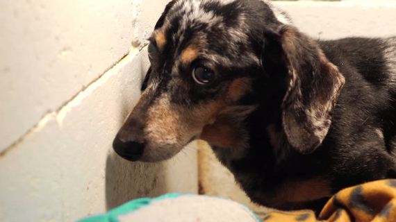 A Paralyzed Dog Was Cruelly Neglected In A Concrete Cell, But Then? You’ll Love This.