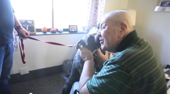 Therapy Pit Bulls Visit Sick Patients To Raise Spirits