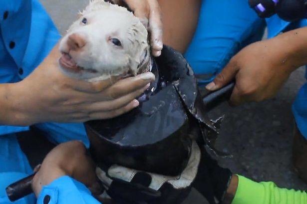 What Construction Workers Found In A Broken Pipe Is Heartbreaking, But Cute