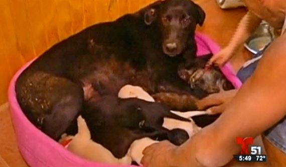 Mother Dog Buries Her Nine Pups To Save Them From Forest Fire