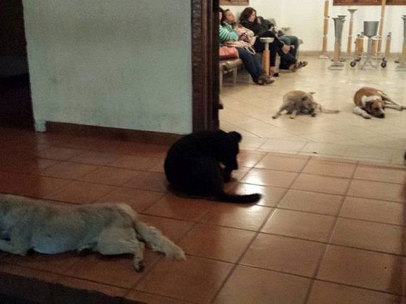 These Stray Dogs Showed Up At A Funeral – The Reason Why Is Heart Breaking