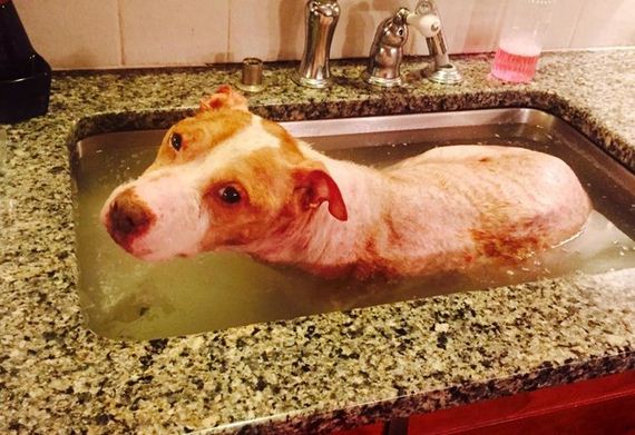 Most Dogs Hate Baths, But This One Knew The Water Was Saving Its Life