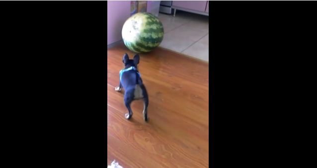 Tiny Dog vs. Watermelon