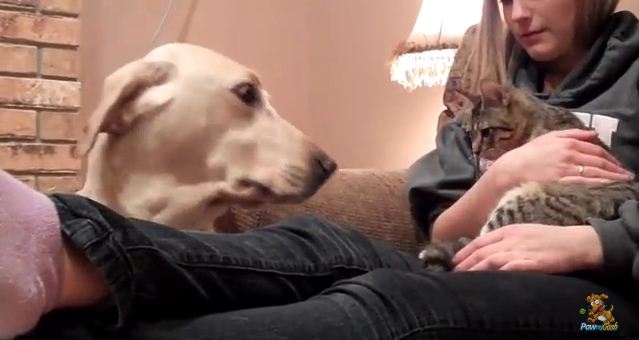 Dogs Meeting Cats For The First Time Ever